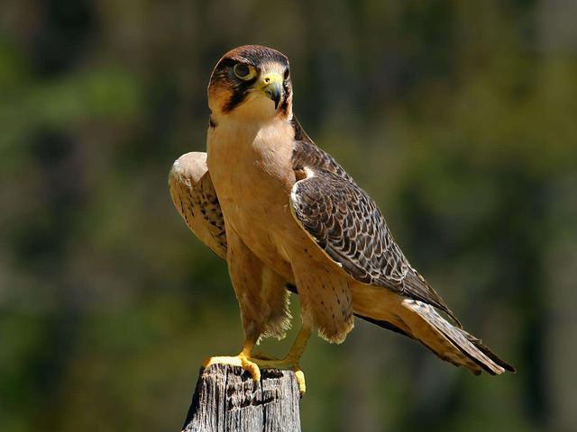 喜欢拍鸟吗？这7个方法让你记录“鸟儿”美，适合新手的拍照攻略