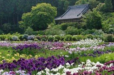 宿迁神苗是真的吗,宿迁的苗木为什么叫神苗