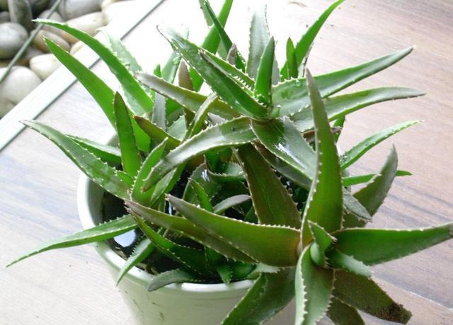 室内吸甲醛最好的10种花,新家养什么花可以除甲醛