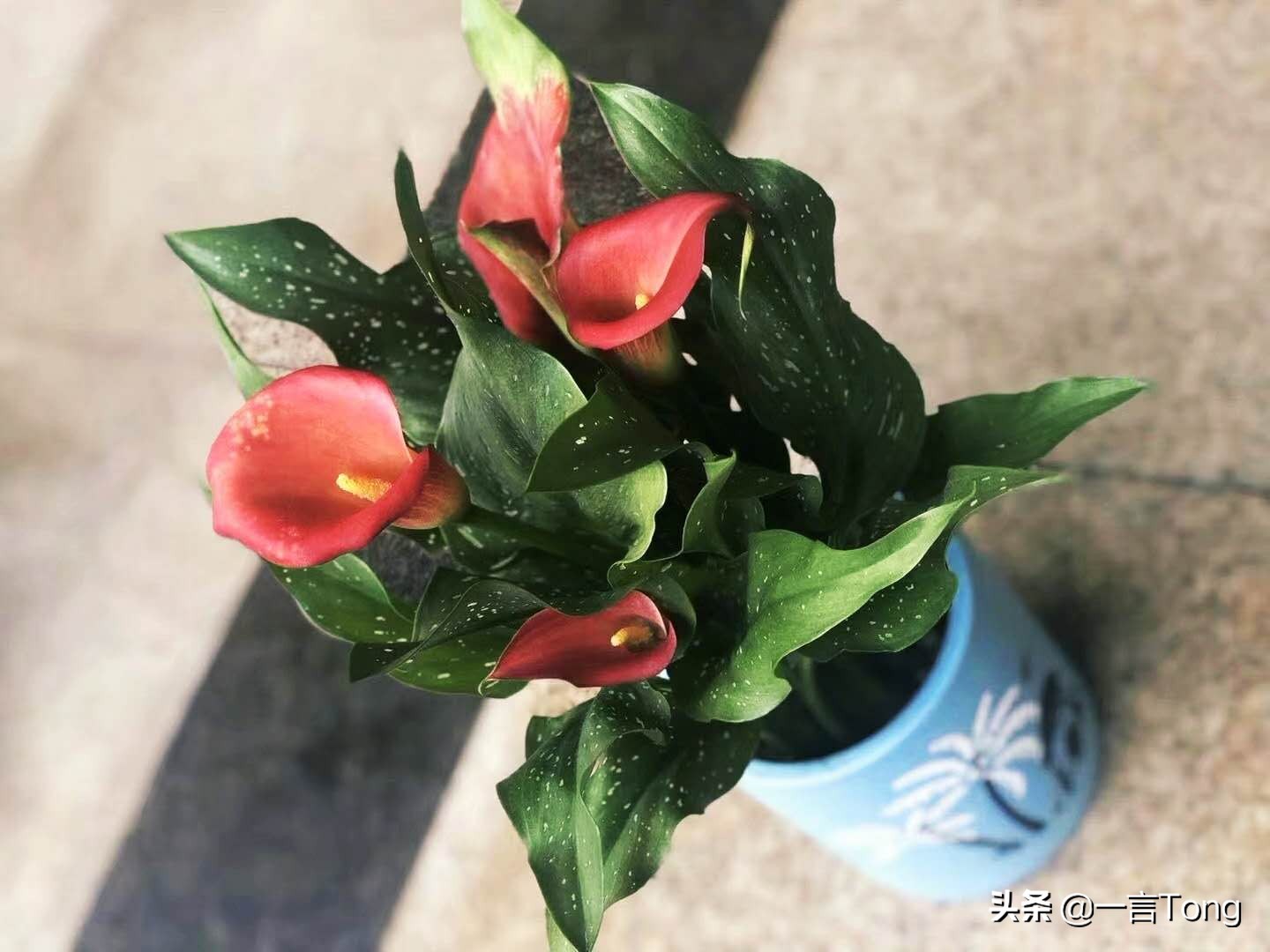 高贵雅致马蹄莲,高贵优雅马蹄莲永生花