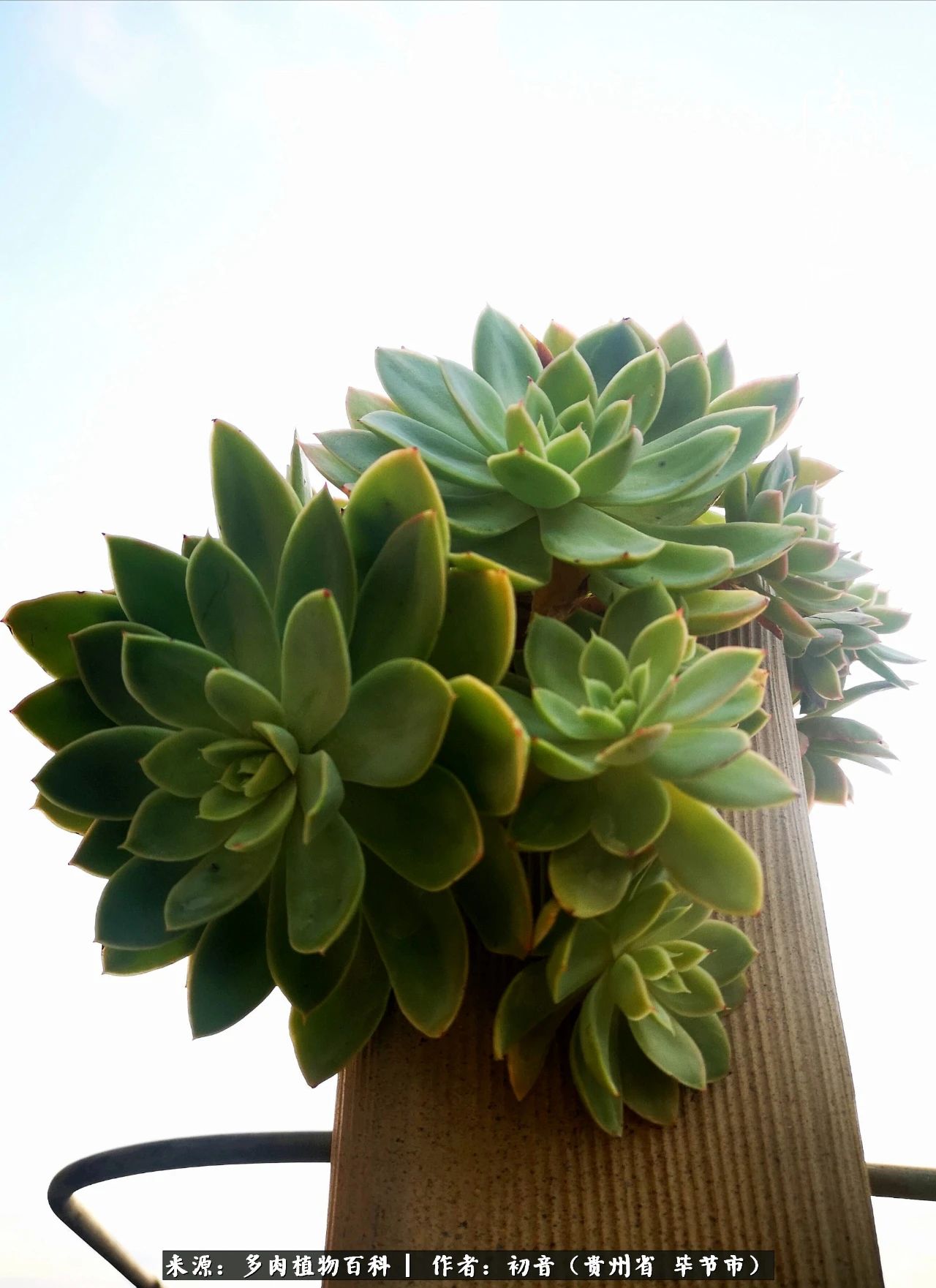 和多肉共度美好时光,与多肉一起成长