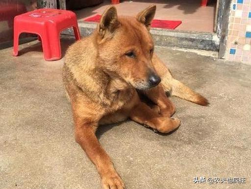 狗不能死在家里有什么说法,狗狗死后怎么处理有什么讲究吗