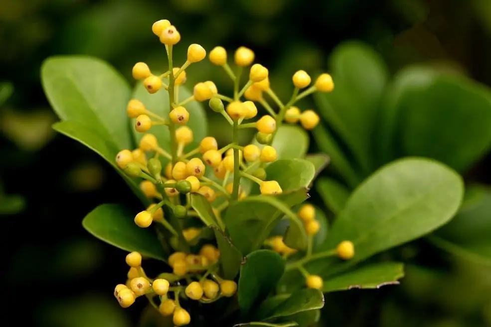 养米兰花喜欢阳光,米兰花冬季养护要注意哪些