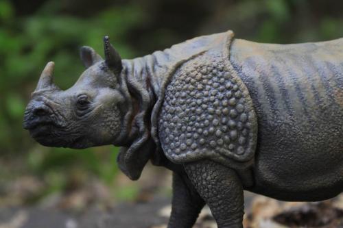 科普蟑螂是个生命力爆表的生命体,蟑螂的内部构成到底有多神奇