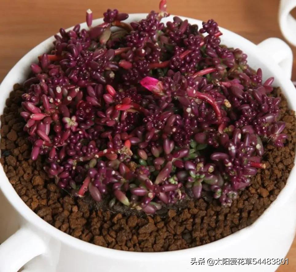 紫米粒多肉植物怎么养,紫米粒多肉夏季