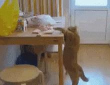 厨房是猫咪的修罗场，随便一项就能重伤