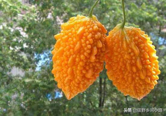 癞葡萄是土瓜吗,野生癞葡萄图片