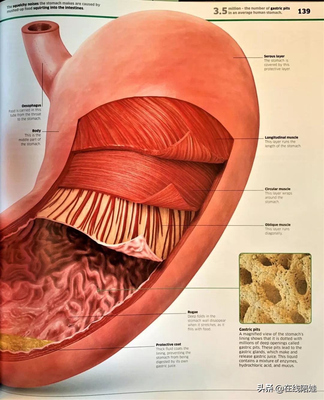 dk知识大百科全套,dk知识大百科书金银版