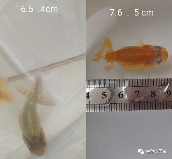 养功考试1个月,20条鱼的前后成长对比,变化太惊艳了