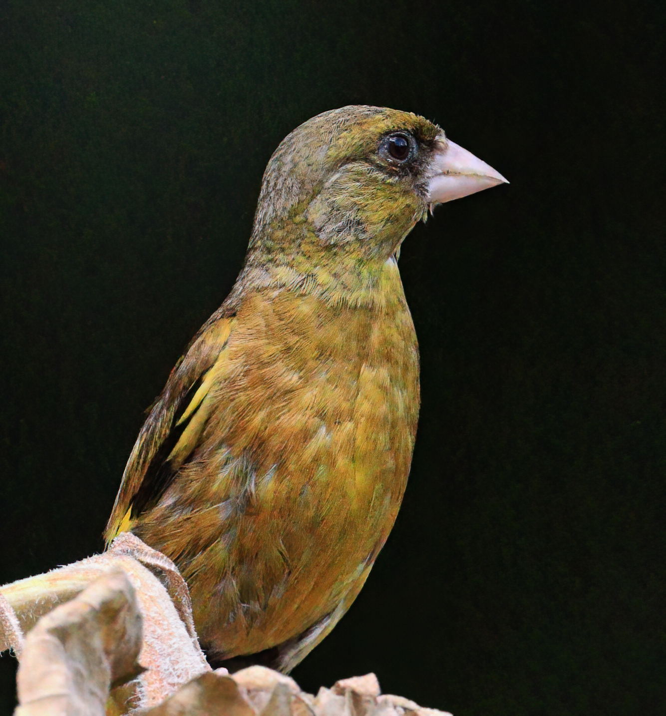 佳能eosr5弱光效果,佳能eosr5有没有曝光灯