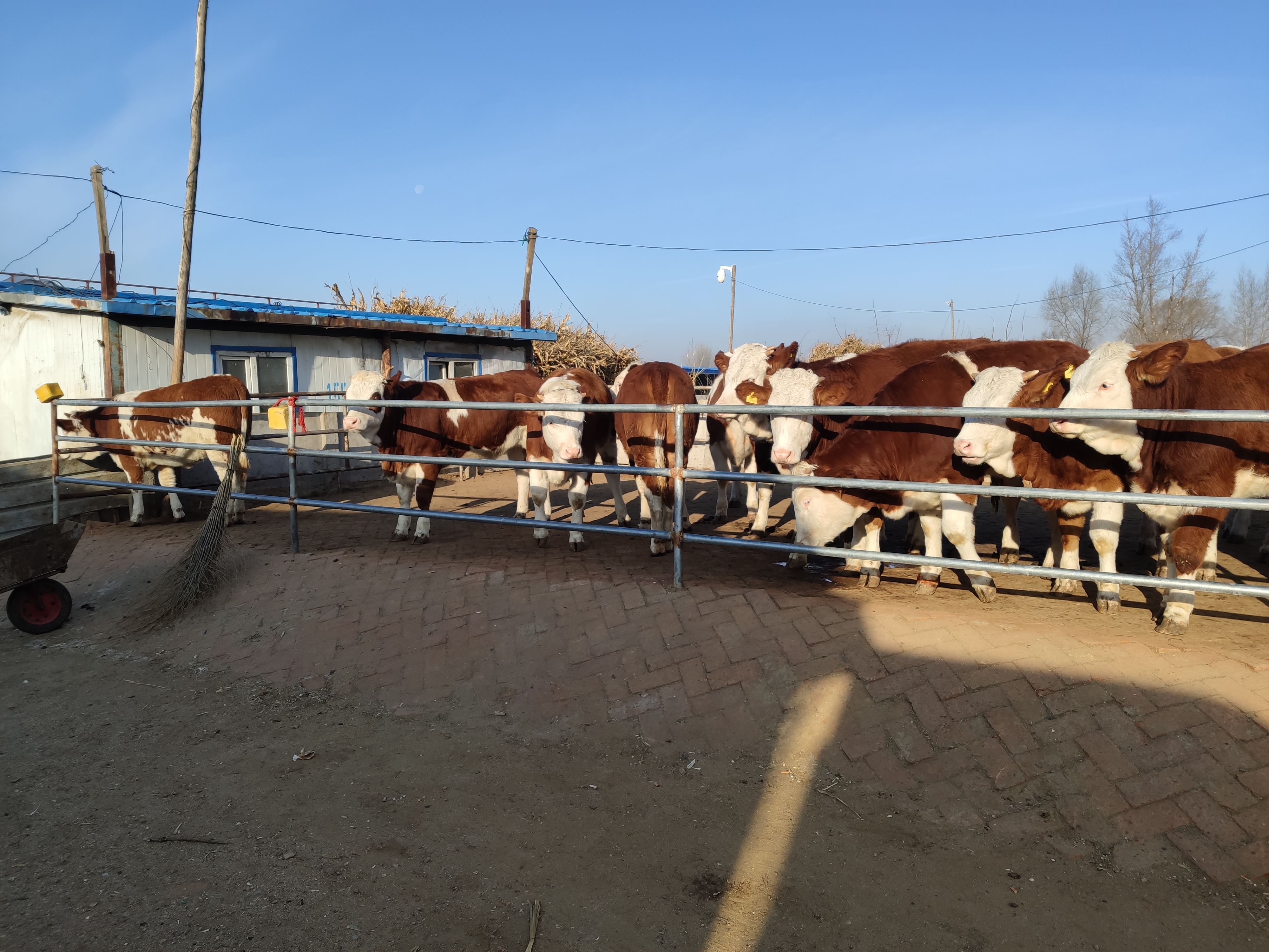 养牛人的粗心大意,造成了牛腿胯骨摔伤无法治疗,最后眼看着赔本