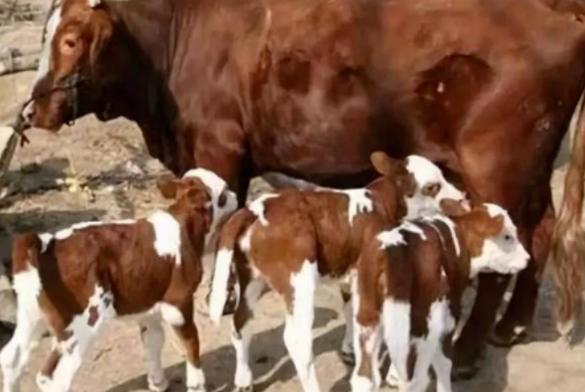 母牛没奶怎么下奶？母牛吃什么能下奶？学会了很有用