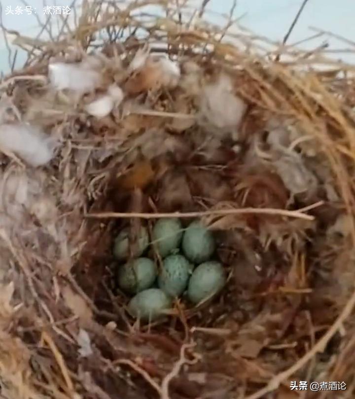 喜鹊趁户主不在家，在窗户上筑了3个窝，把半扇窗户堵得严严实实