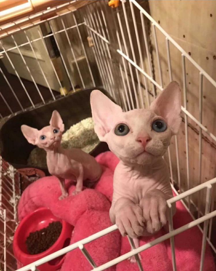 斯芬克斯无毛猫外星猫,斯芬克斯无毛猫凶吗