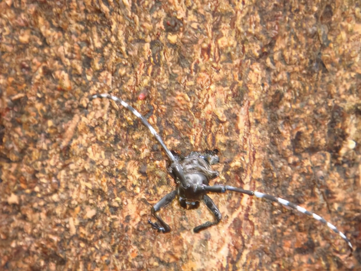 大树上有天牛怎么治疗,树干内的天牛用什么药防治