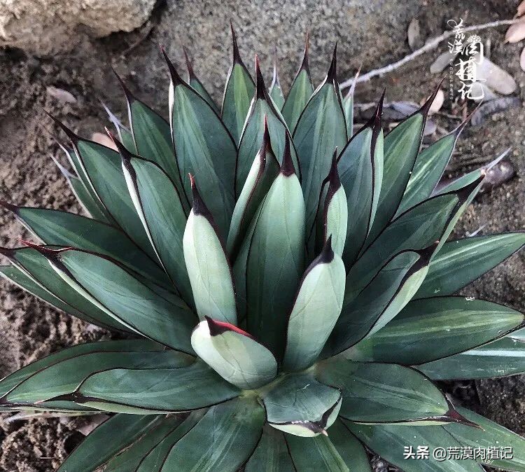 极品龙舌兰,精品龙舌兰欣赏