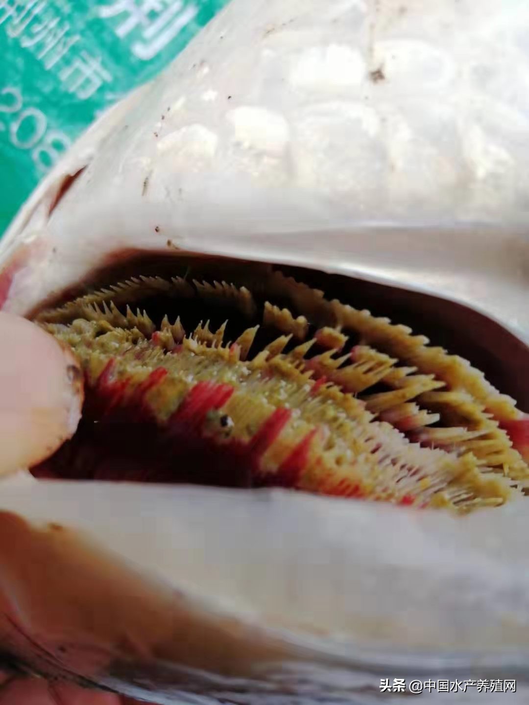 养殖户治不好鱼病的五大误区,水产常见鱼病