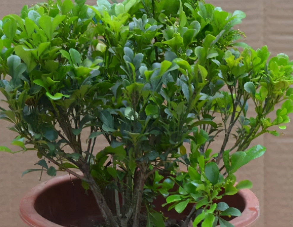 米兰花怎么养才能开得茂密,米兰花怎样养才会开得好