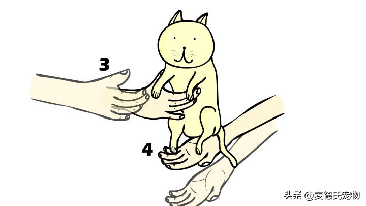 猫卧姿的正确姿势,提猫的后颈的正确姿势