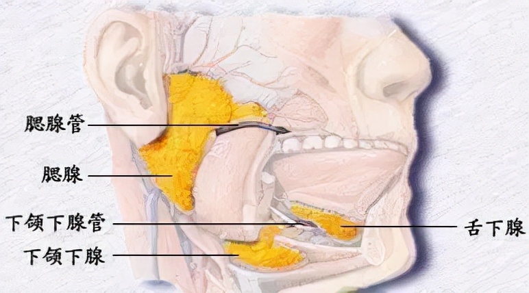 孩子腮帮子肿了怎么回事,口腔内腮帮子肿了怎么回事
