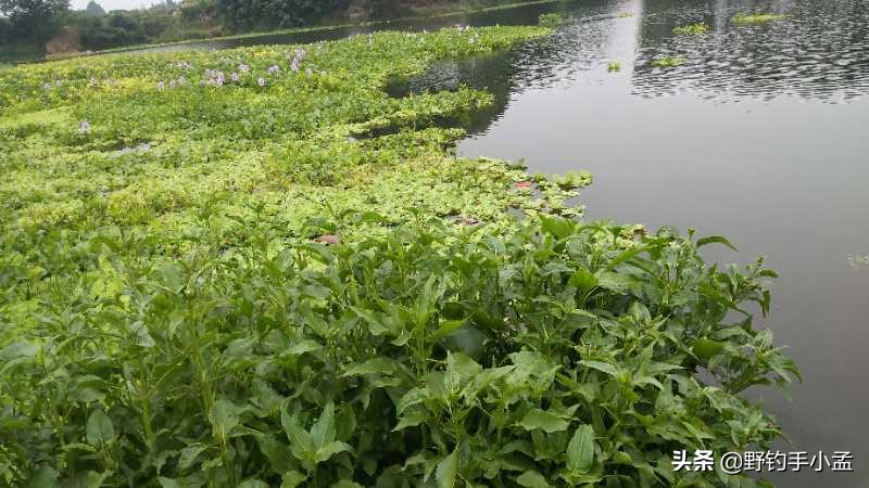 台钓手法,抬竿如何逗钓