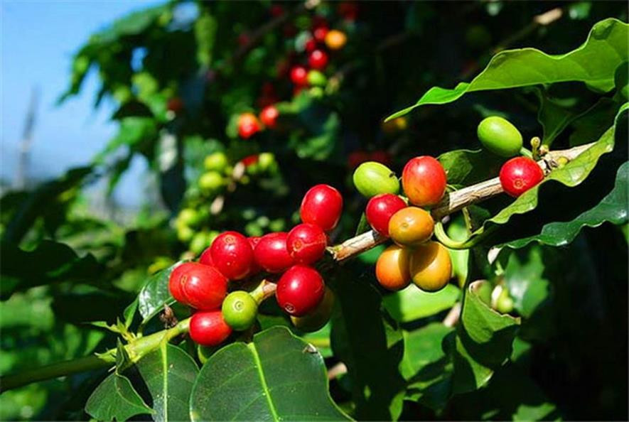 百种味道的果子,四季百种果子图片