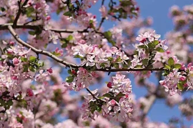 京郊最美的十大花海,京郊这些浪漫花海惊艳初秋的北京