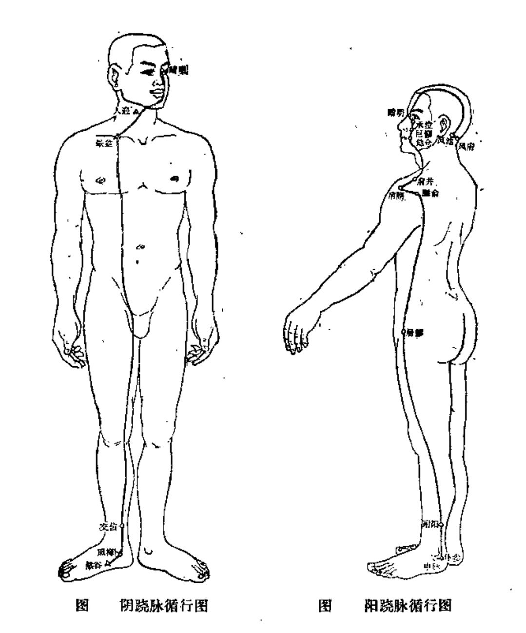 奇经八脉之督脉动态循行干货分享,奇经八脉与十二经脉循行的不同点