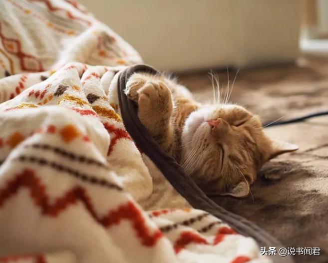 短腿猫是有多可爱,短腿猫有多可爱