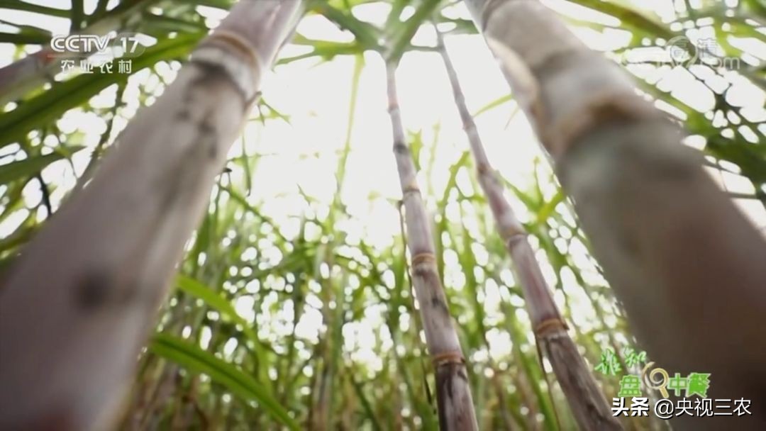 红糖补血吗可以经常喝吗,红糖真的可以补血吗