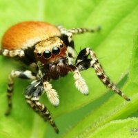 被过分*制抵**的爬宠，能不能存在于阳光之下？