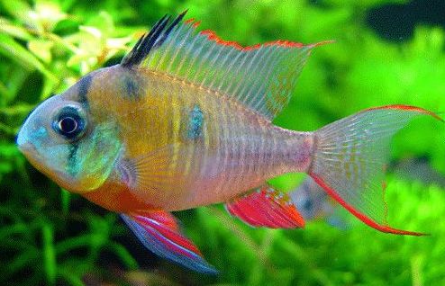 慈鲷品种,慈鲷类型