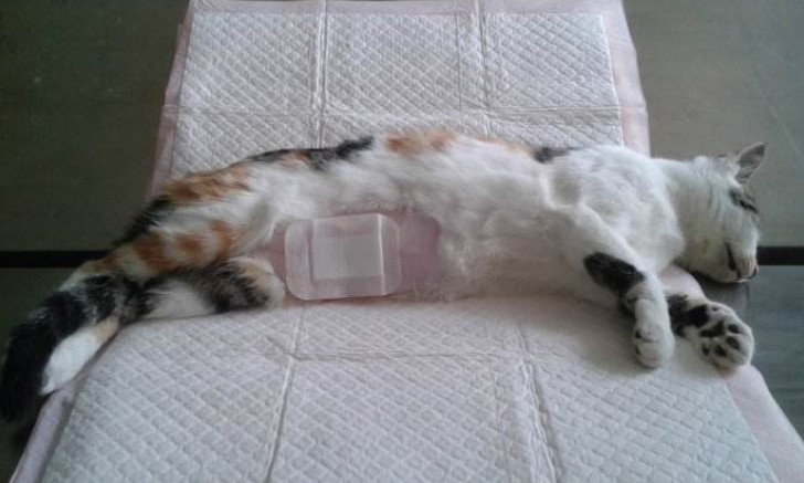 猫咪肺水肿有什么并发症,猫咪突发肺水肿非心源性