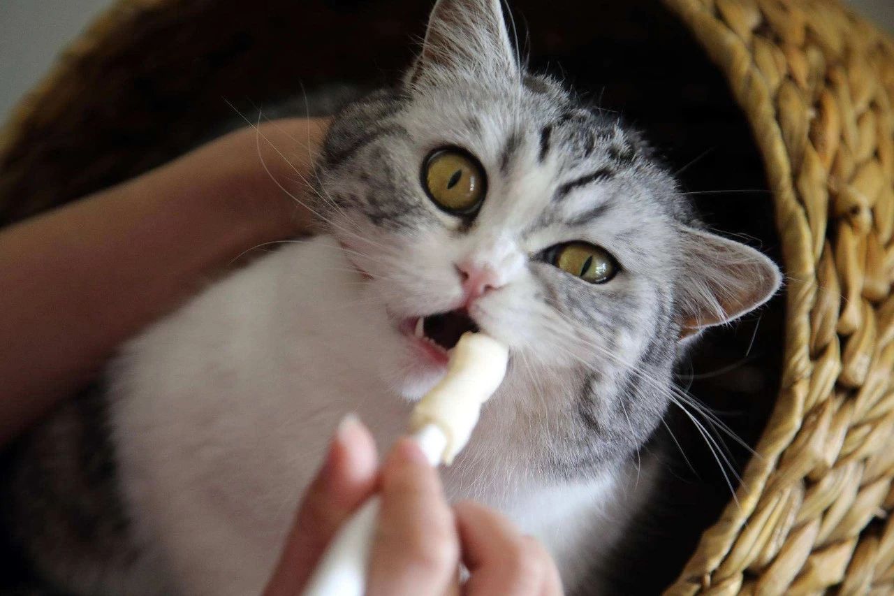 健康的猫不出门也会得猫瘟吗,完全不出门的猫会生病吗