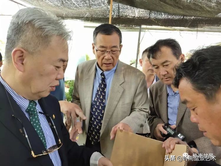 盆景产业的前景,我的盆景创业之路