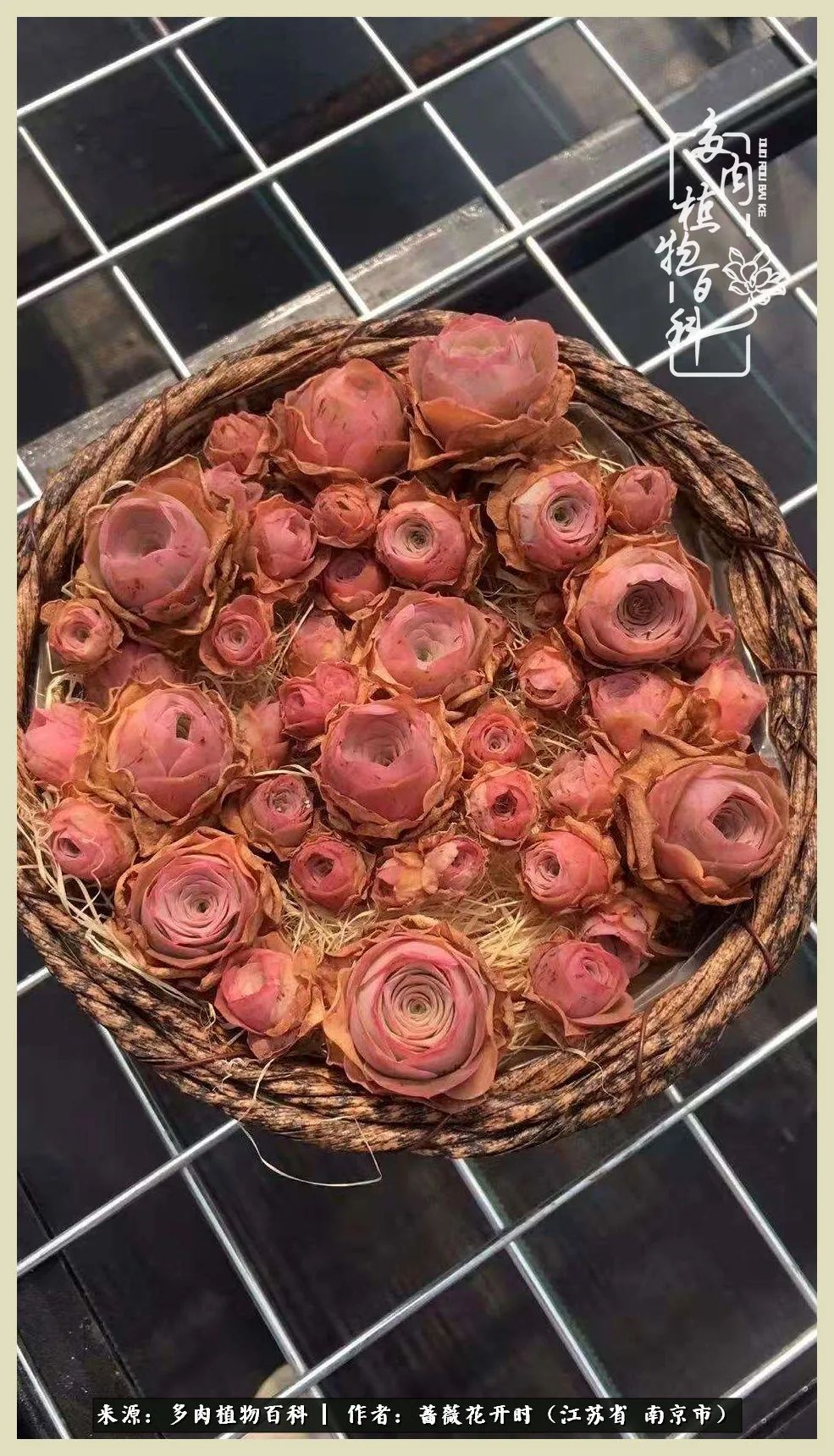 又见颜的妩媚，色的诱惑！这些山地玫瑰礼盒惊艳了眼眸