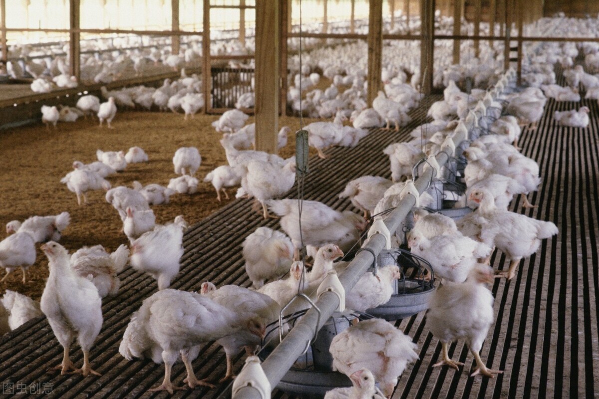 防止鸡群病最佳方法,鸡群病治疗