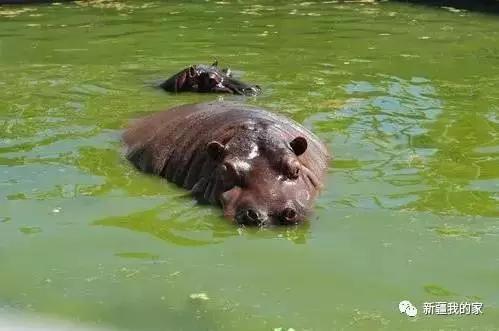 南公园，一代乌鲁木齐人的青春与回忆！