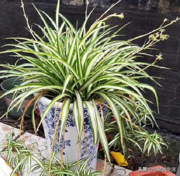 除甲醛绿植第一名又好养,除甲醛最有效果的绿植