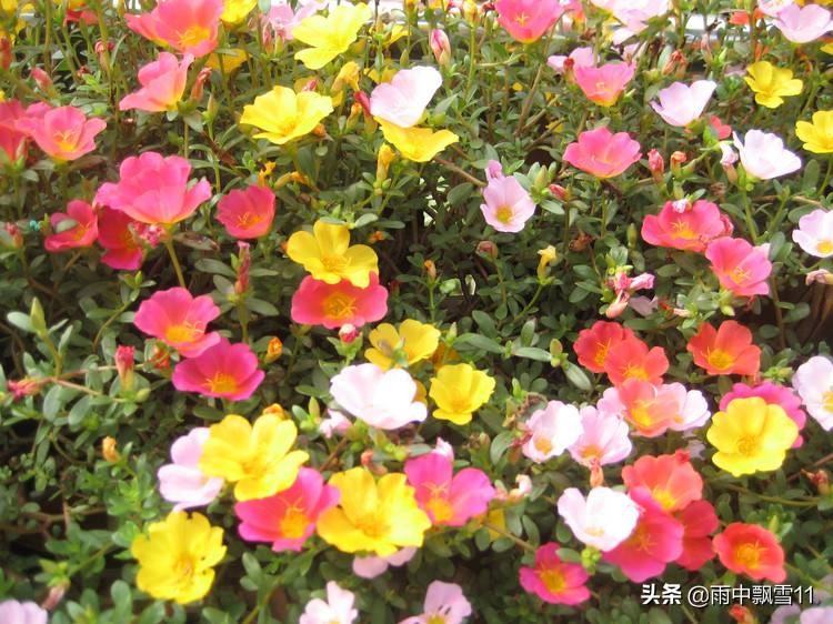 适合春季栽种的花卉,春天花怎样浇水