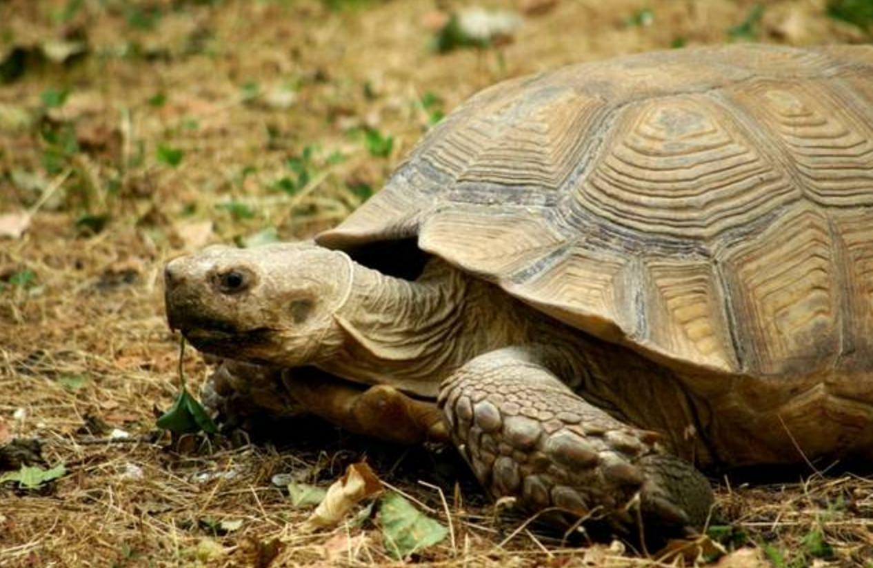 古井里有一只大乌龟,古井发现最大乌龟