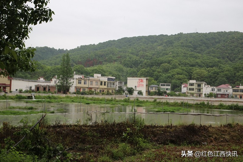 段元星的“泥鳅经”：育苗养殖一条龙脱贫路上“加速度”