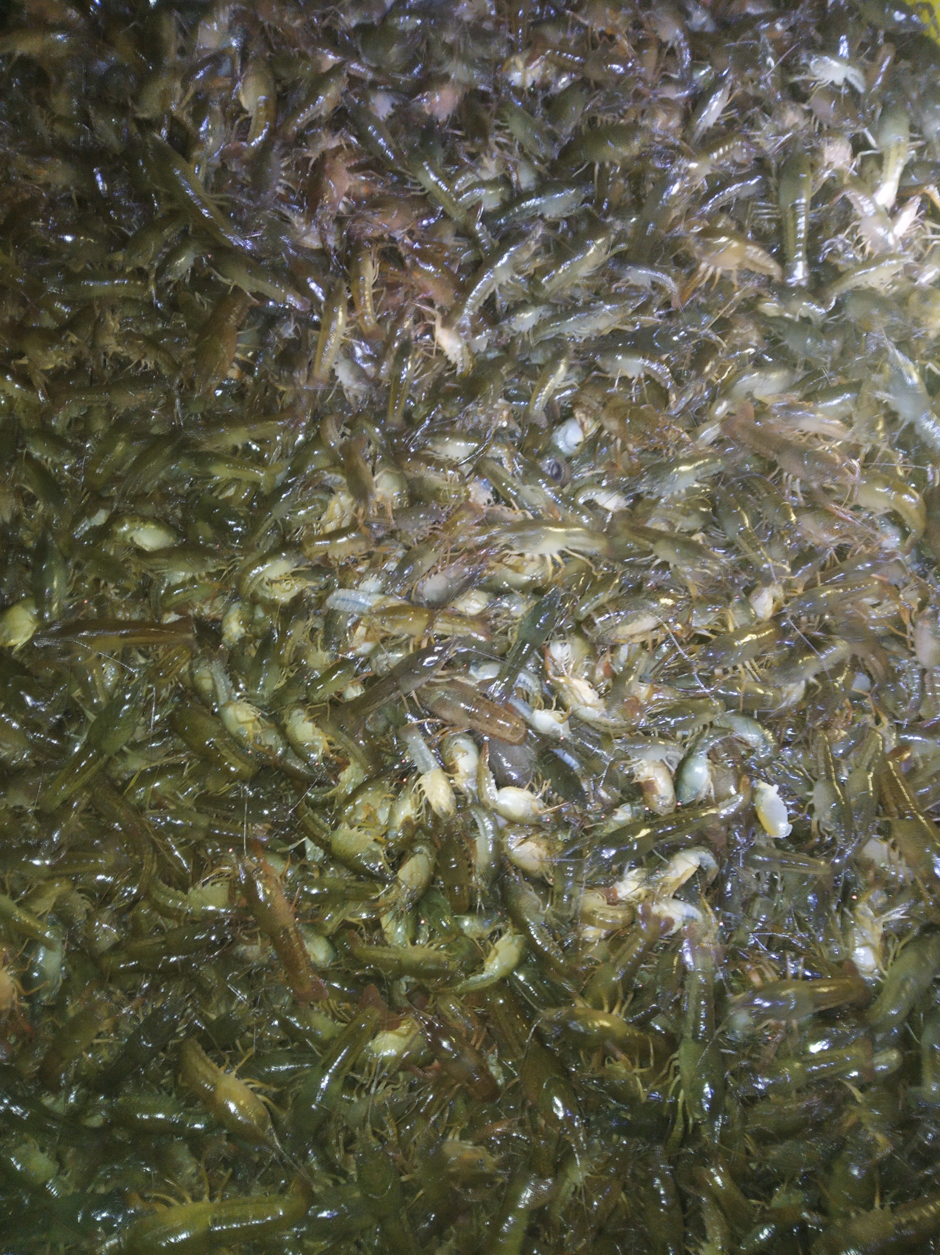 小龙虾养殖每亩的成本与真实利润,小龙虾养殖技术成本与利润新手