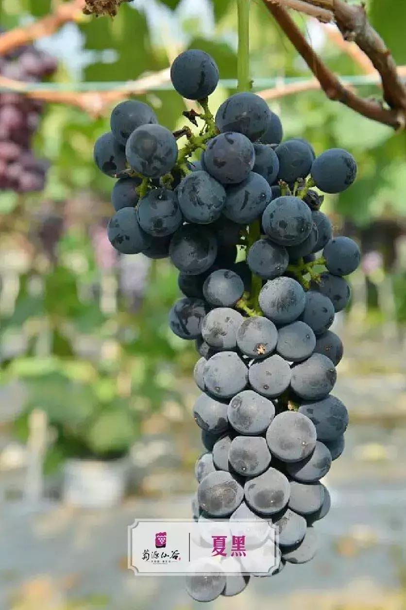 来仙海除了能把照片和记忆带回家，还有这些旅游商品任你挑