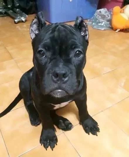 狗狗生理期突然来袭,铲屎官动手DIY,真是不给汪留一点情面