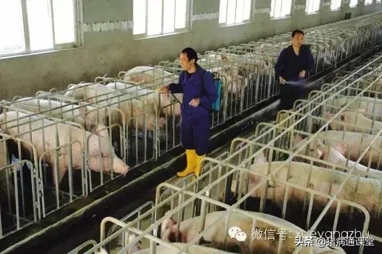 母猪不发情不用愁,有它轻松解忧愁!