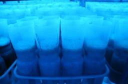 金针菇可以再生吗,金针菇切下根部怎样才能再生