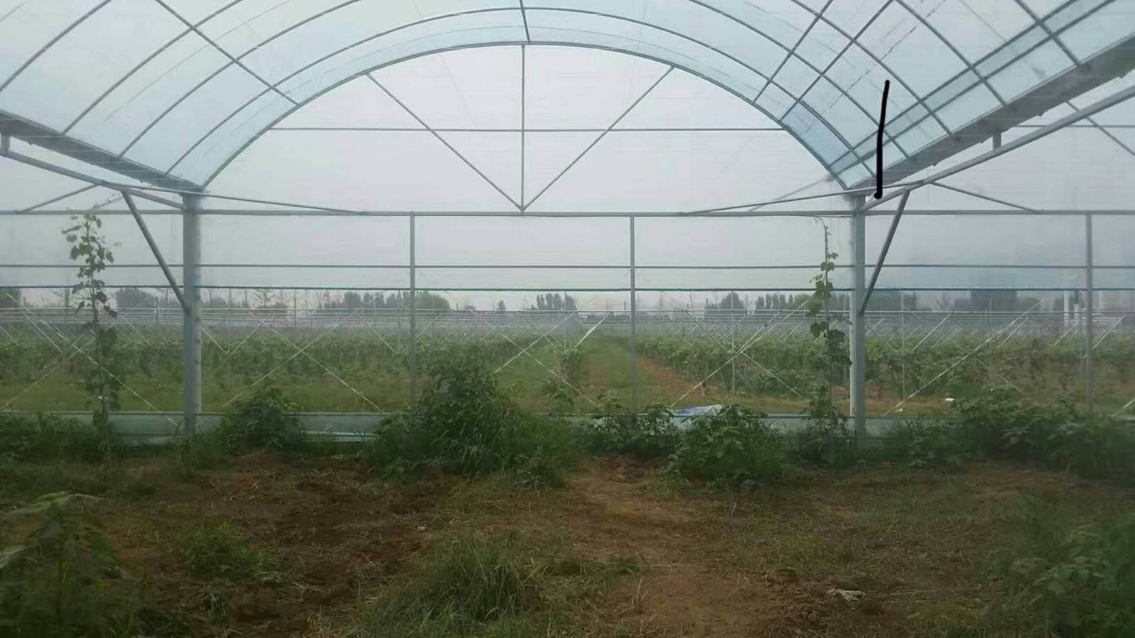 反季水果种植全过程,反季蔬菜大棚种植技术