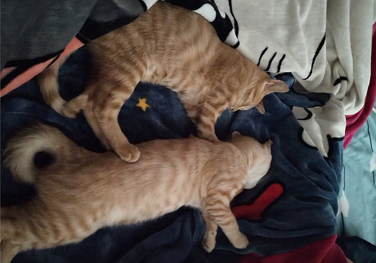 辟谣猫咪真的没有九条命,辟谣猫咪的六个谣言