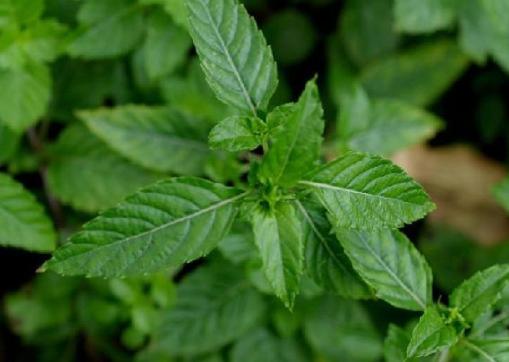 仙草又被称为凉粉草,凉粉草烧仙草学名